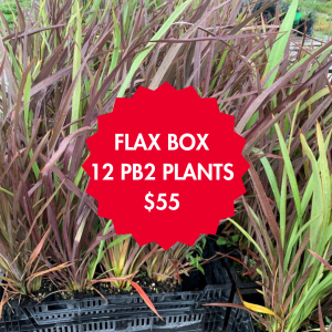 Flax 12 Plants Box